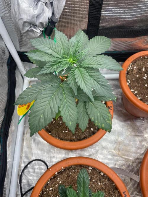Papaya Stank. Week 3