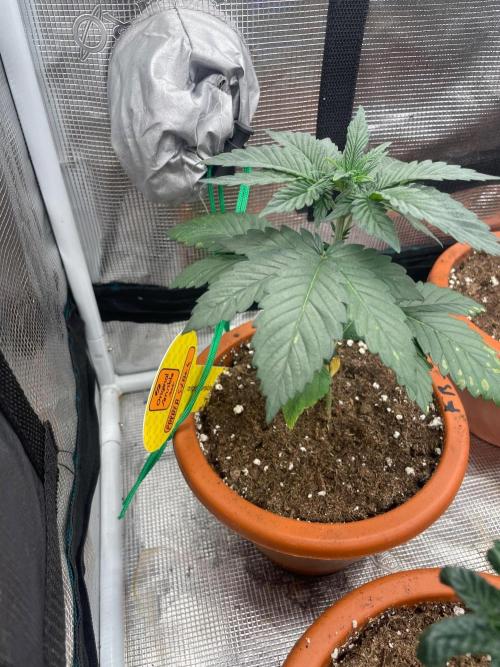 Papaya Stank. Week 3