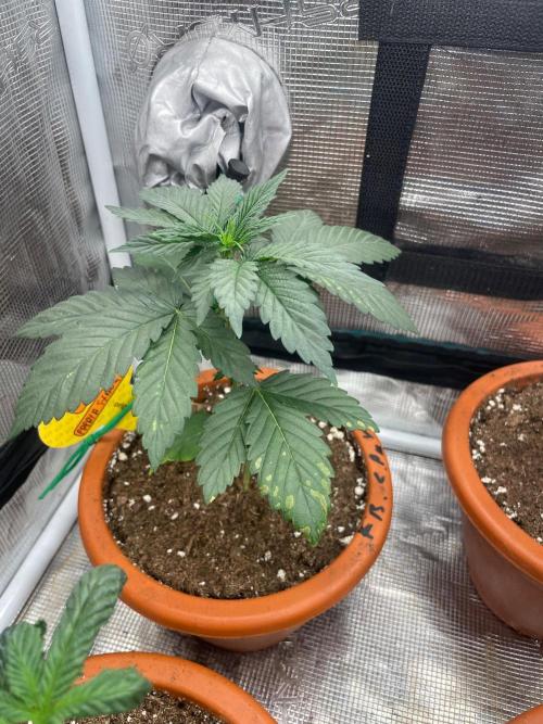 Papaya Stank. Week 3