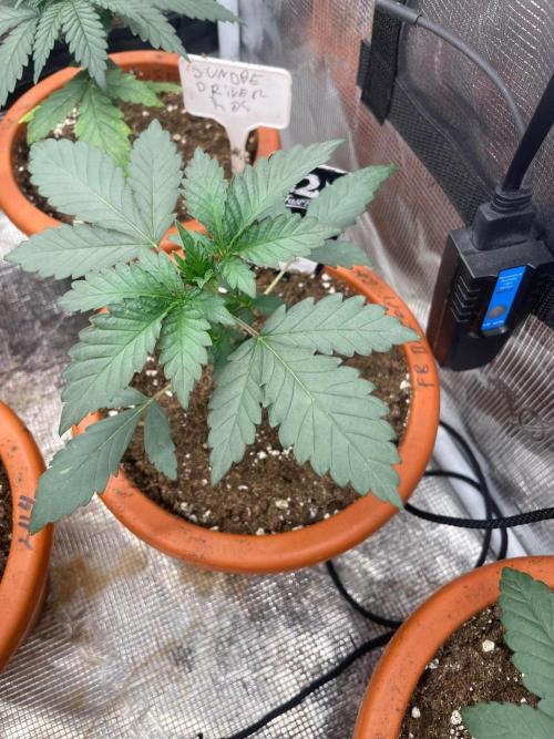 Biscotti Gelato. Week 3