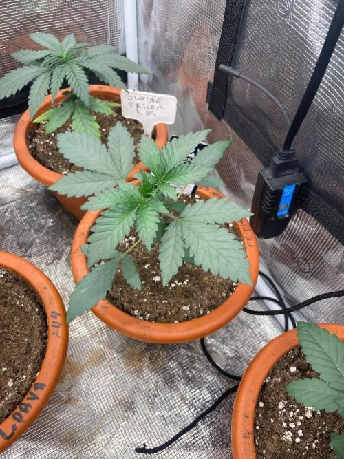 Biscotti Gelato. Week 3
