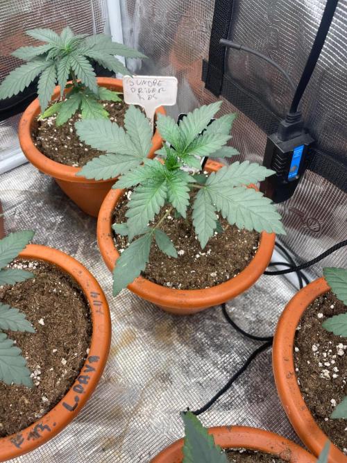 Biscotti Gelato. Week 3