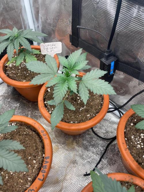 Biscotti Gelato. Week 3