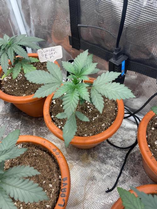 Biscotti Gelato. Week 3