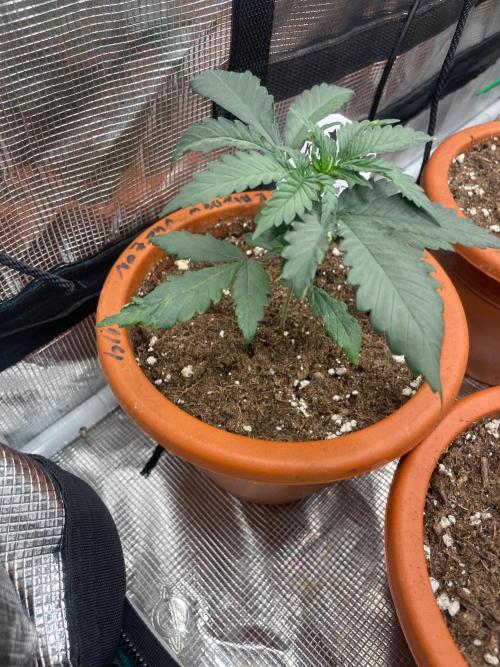 Pink Gelato. Week 3