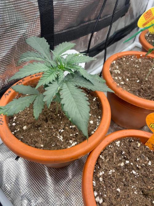 Pink Gelato. Week 3