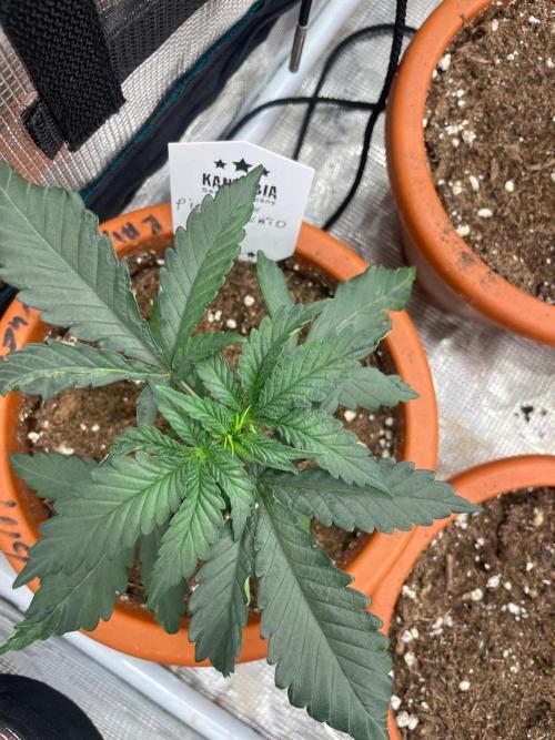 Pink Gelato. Week 3