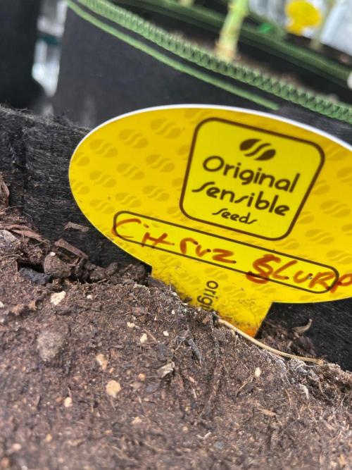 C.C.G / O.S.S Grow Event Citrus Slurp. Week 17