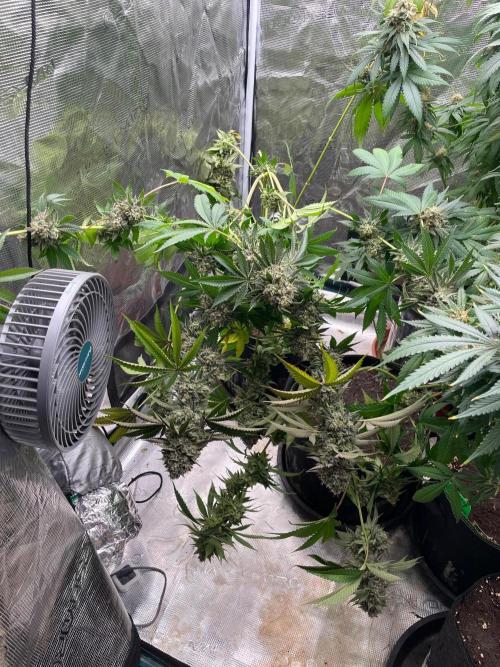 C.C.G / O.S.S Grow Event Citrus Slurp. Week 17