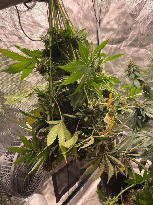 C.C.G / O.S.S Grow Event Citrus Slurp. Week 17