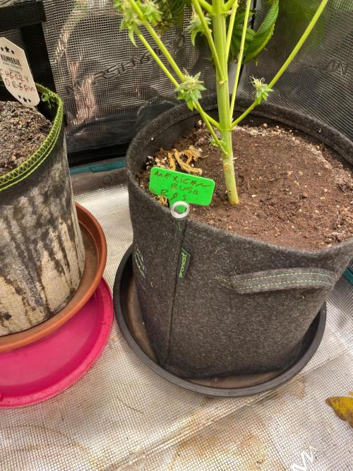Mexican rush. Week 17