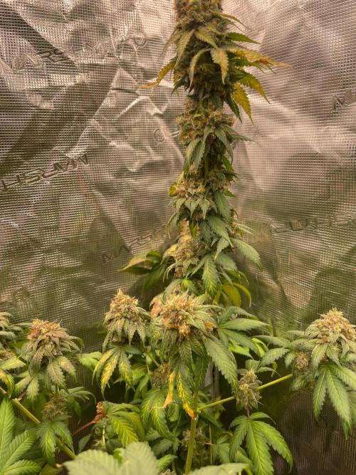 Mexican rush. Week 17