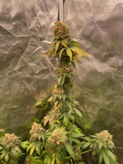 Mexican rush. Week 17