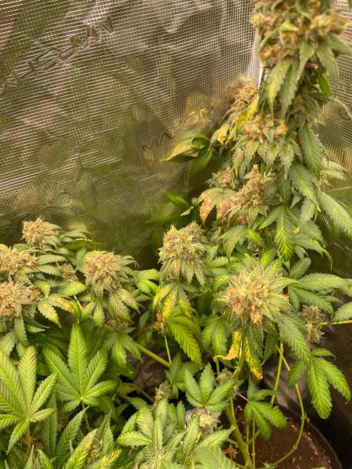Mexican rush. Week 17