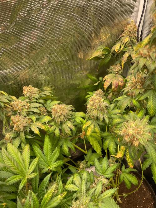 Mexican rush. Week 17