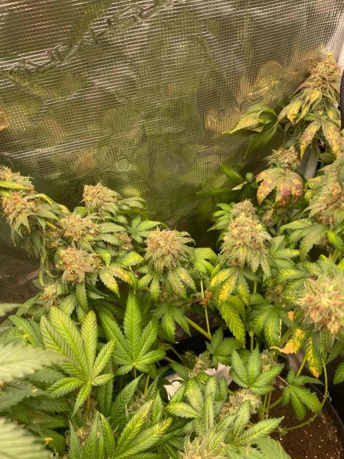 Mexican rush. Week 17