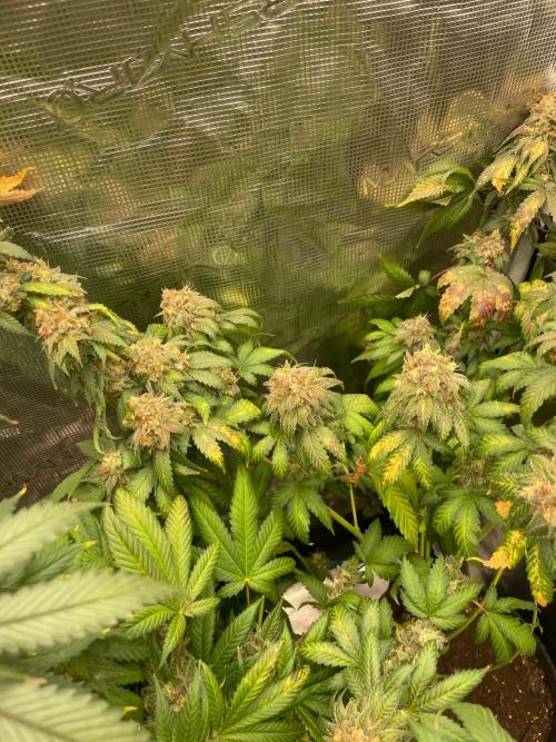 Mexican rush. Week 17
