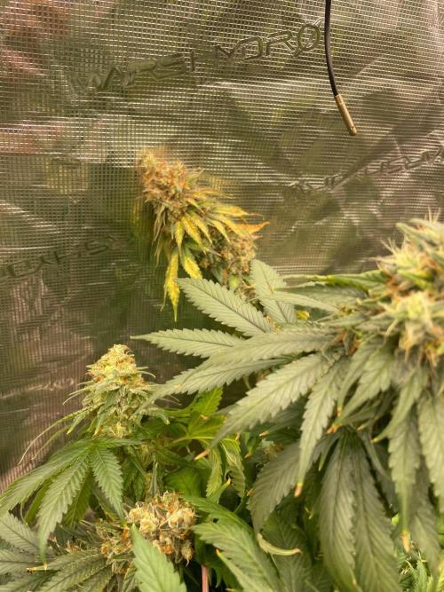 Mexican rush. Week 17