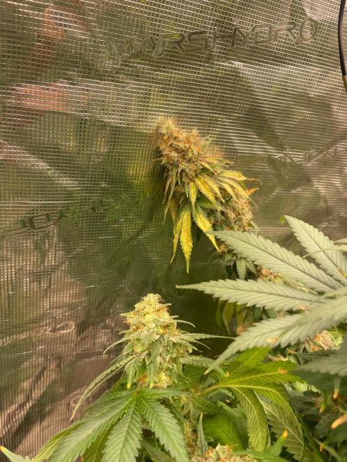Mexican rush. Week 17