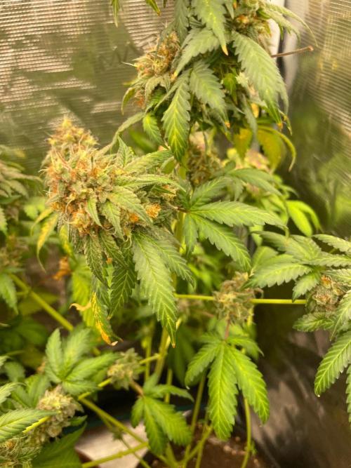 Mexican rush. Week 17
