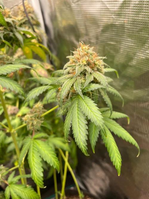 Mexican rush. Week 17
