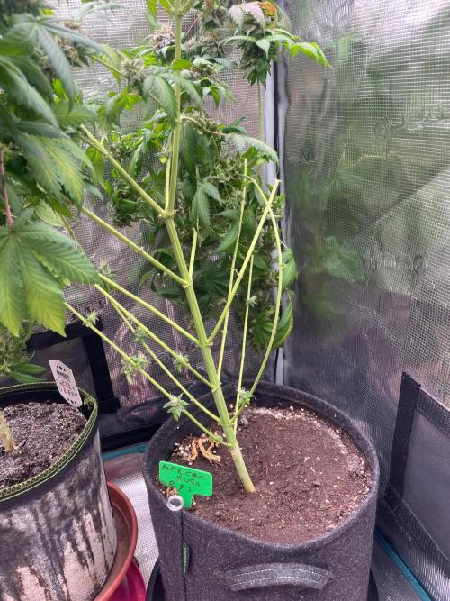 Mexican rush. Week 17