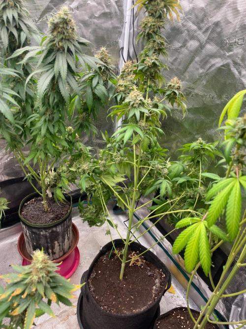 Mexican Rush. Week 17