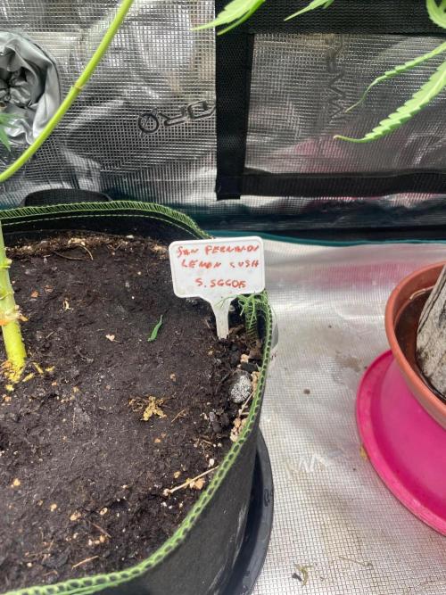 San Fernando lemon kush. Week 17
