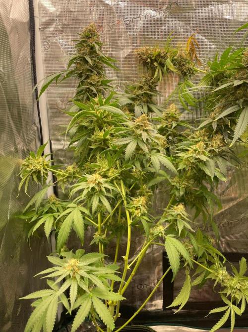 San Fernando lemon kush. Week 17