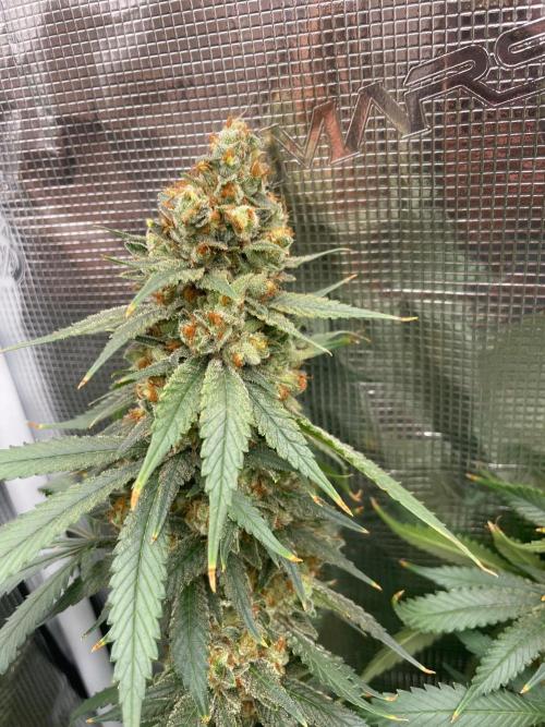 San Fernando lemon kush. Week 17