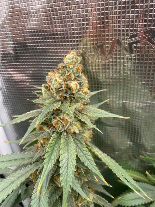 San Fernando lemon kush. Week 17