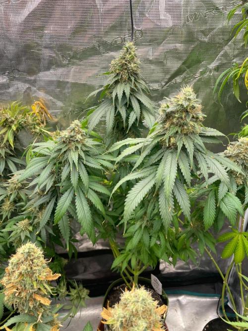 Cherry 🍒 Dream 💭. Week 17