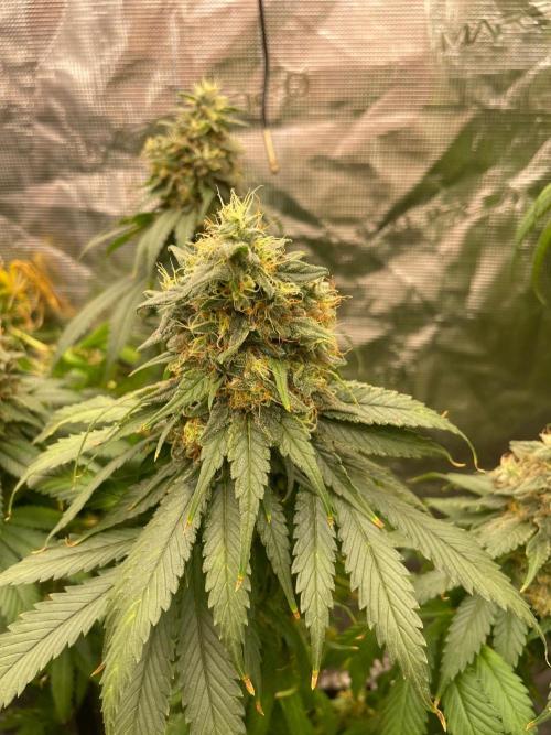 Cherry 🍒 Dream 💭. Week 17