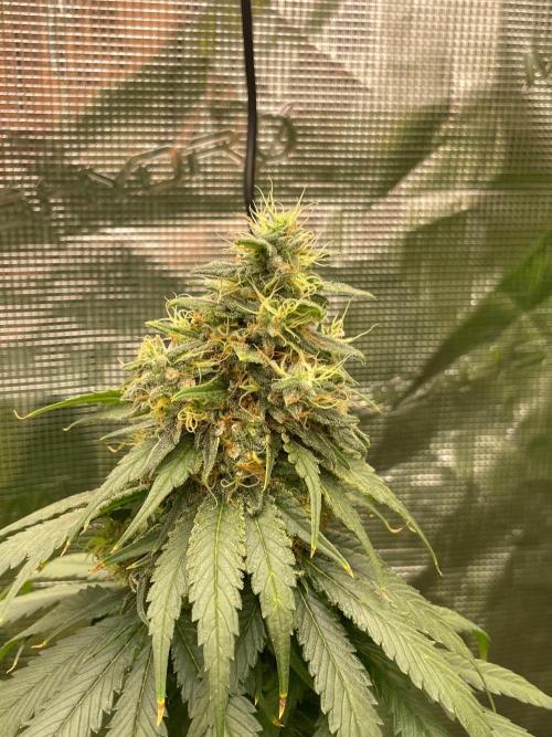 Cherry 🍒 Dream 💭. Week 17