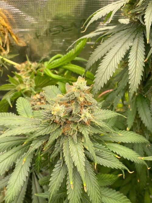 Cherry 🍒 Dream 💭. Week 17