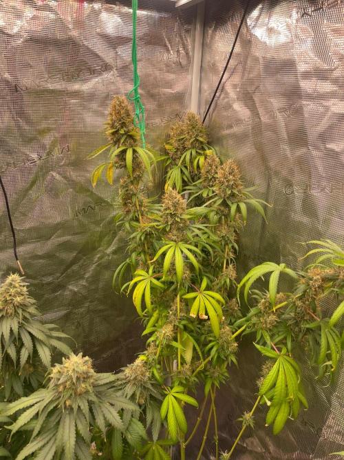 C.C.G / O.S.S Grow Event Poison cookies. Week 18