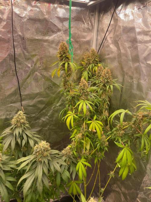 C.C.G / O.S.S Grow Event Poison cookies. Week 18