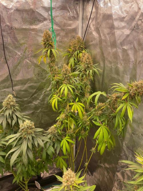 C.C.G / O.S.S Grow Event Poison cookies. Week 18