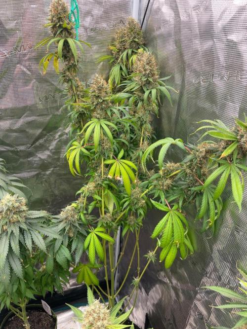 C.C.G / O.S.S Grow Event Poison cookies. Week 18
