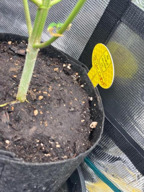 C.C.G / O.S.S Grow Event Poison cookies. Week 18