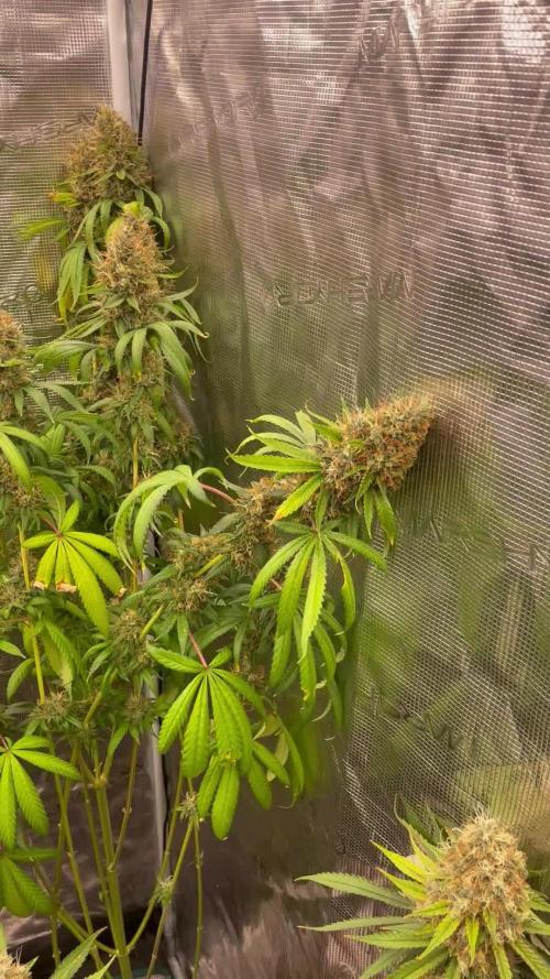 C.C.G / O.S.S Grow Event Poison cookies