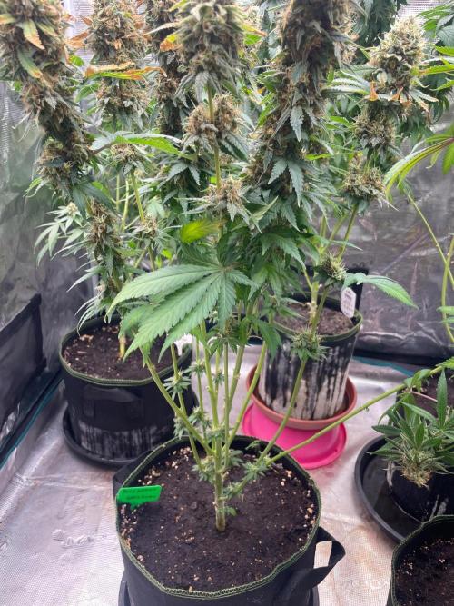 Blueberry. Week 17