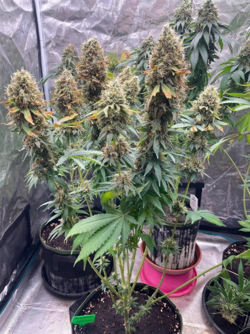 Blueberry. Week 17
