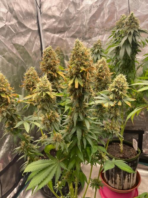 Blueberry. Week 17
