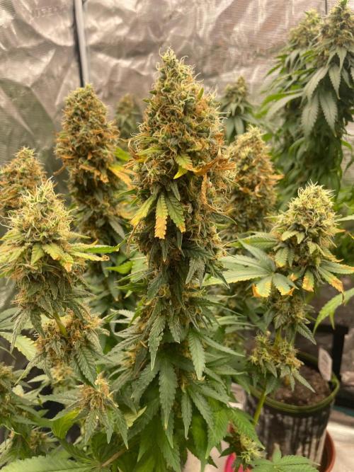 Blueberry. Week 17