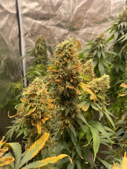 Blueberry. Week 17