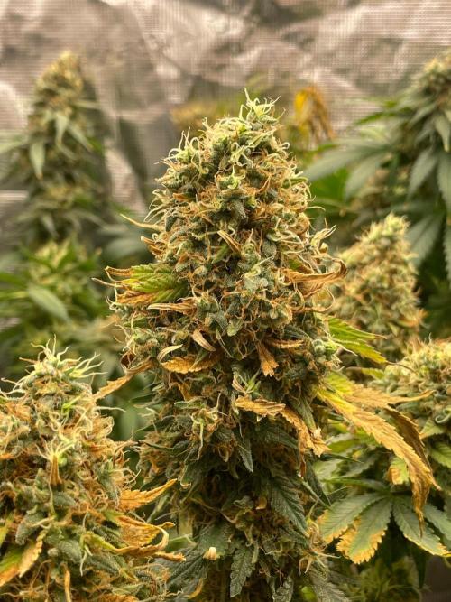 Blueberry. Week 17