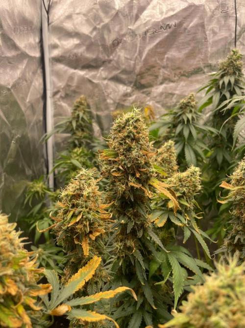 Blueberry. Week 17