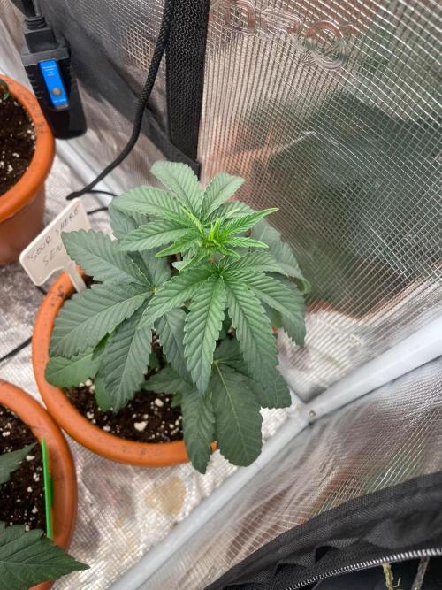 Sour Sherb Fem. Week 3