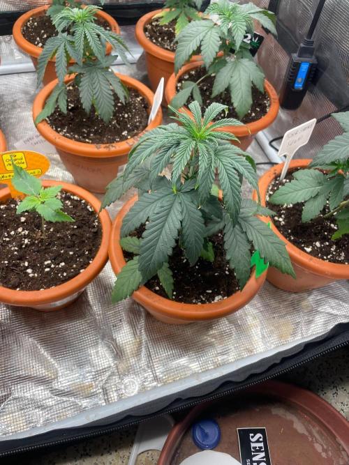 CCG SS Project Super Lemon  Cherry. Week 3